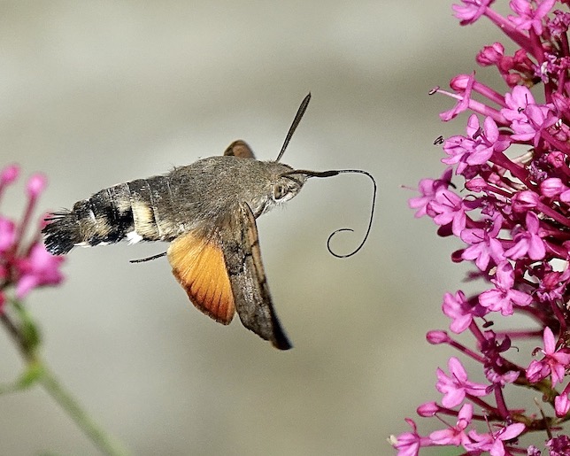 hummingbird hawkmoth